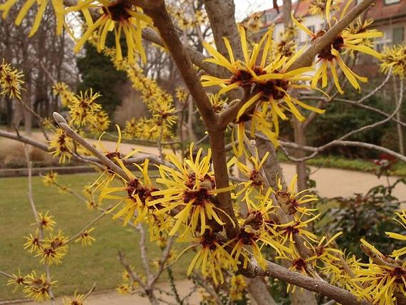 Hamamelis_Flower.jpg