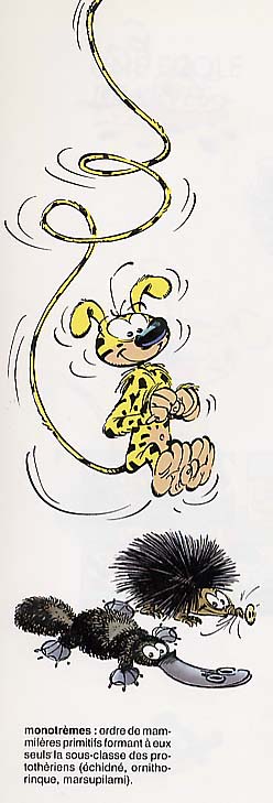 Marsupilami_4.jpg