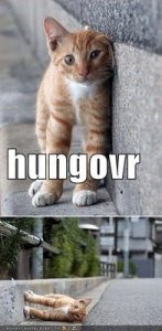 funny-pictures-hungover-orange-cat-street.jpg