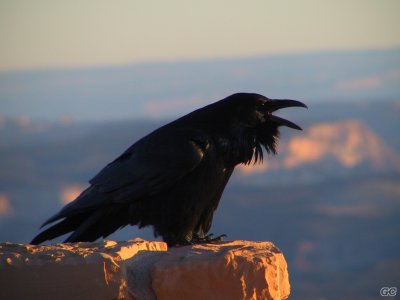 Raven_by_bhavikkadalal.jpg