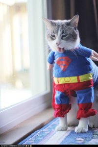 funny-pictures-its-a-bird-its-a-plane-its-superkitteh.jpg