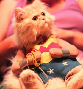 wonderkitty.jpg