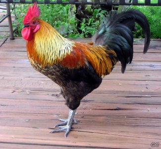 rooster-big1.jpg