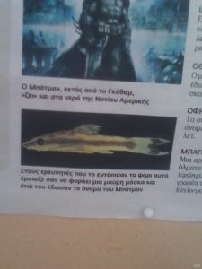 Otocinclus batmani.jpg