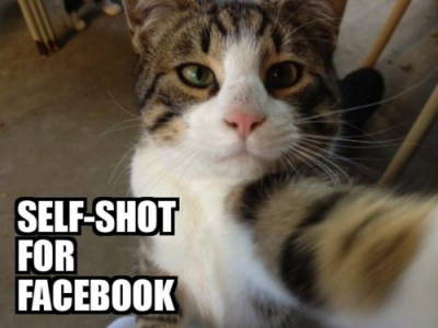 Cat-Self-Shot-For-Facebook.png