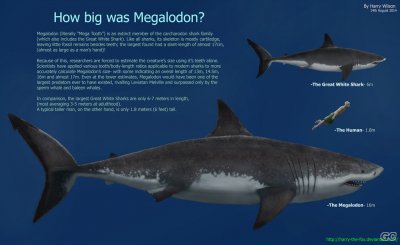 812_megalodon_harry_wilson.jpg