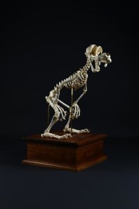 goofy-cartoon-skeletons-Hyungkoo-Lee.jpeg