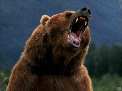 Bear-wild-animals-3310948-1024-768.jpg