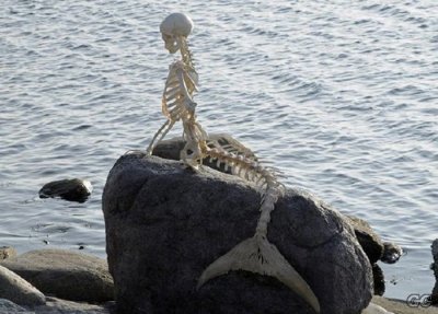mermaid-skeleton.jpg