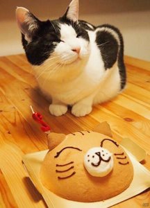 Happy-Birthday-Cat-Picture.jpg