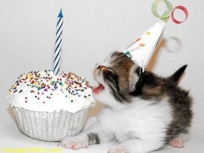 Happy-Birthday-Cute-Cat.jpg