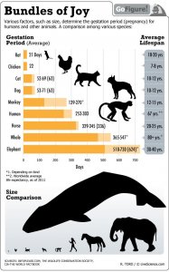 go-figure-animals-gestation-compared-infographic-110922a-02.jpg