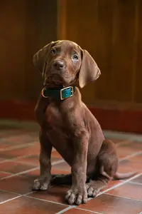 netflix-reveals-the-real-dog-playing-scooby-doo-in-upcoming_axyh_960.thumb.webp.0cefb31521cfeceebd2aee9afdd3ea3e.webp